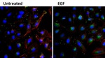 EGF Antibody in Immunocytochemistry (ICC/IF)