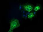 EFNA2 Antibody in Immunocytochemistry (ICC/IF)