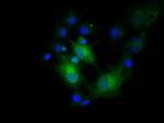 EFNA2 Antibody in Immunocytochemistry (ICC/IF)