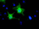 EFNA2 Antibody in Immunocytochemistry (ICC/IF)