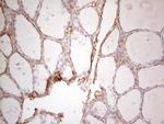 EFNA3 Antibody in Immunohistochemistry (Paraffin) (IHC (P))