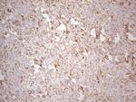 EFNA3 Antibody in Immunohistochemistry (Paraffin) (IHC (P))