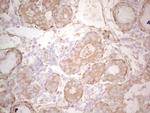 EFNA3 Antibody in Immunohistochemistry (Paraffin) (IHC (P))