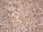 EFNA3 Antibody in Immunohistochemistry (Paraffin) (IHC (P))