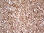 EFNA3 Antibody in Immunohistochemistry (Paraffin) (IHC (P))