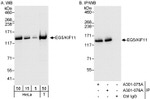 EG5/KIF11 Antibody in Western Blot (WB)