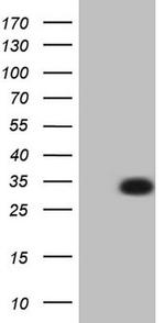 EGFL7 Antibody in Western Blot (WB)