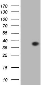 EGFL7 Antibody in Western Blot (WB)