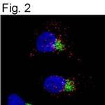 EGFR Antibody in Immunocytochemistry (ICC/IF)