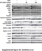 Phospho-EGFR (Tyr1173) Antibody in Western Blot (WB)