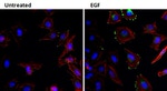 EGF Antibody in Immunocytochemistry (ICC/IF)