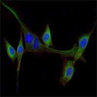 EGF Antibody in Immunocytochemistry (ICC/IF)