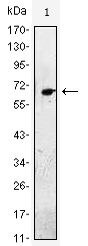 EGF Antibody in Western Blot (WB)