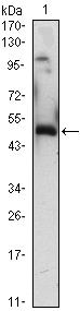 EGR1 Antibody in Western Blot (WB)