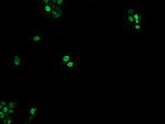 EGR2 Antibody in Immunocytochemistry (ICC/IF)