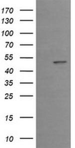 EGR2 Antibody in Western Blot (WB)