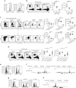 EGR2 Antibody in Flow Cytometry (Flow)