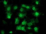 EIF1 Antibody in Immunocytochemistry (ICC/IF)