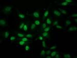 EIF1 Antibody in Immunocytochemistry (ICC/IF)