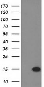 EIF1 Antibody in Western Blot (WB)