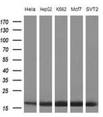 EIF1AY Antibody in Western Blot (WB)