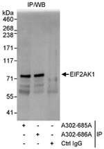 EIF2AK1 Antibody in Immunoprecipitation (IP)