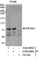 EIF2AK1 Antibody in Immunoprecipitation (IP)