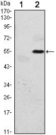 PERK Antibody in Western Blot (WB)