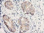 EIF2B3 Antibody in Immunohistochemistry (Paraffin) (IHC (P))