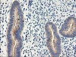 EIF2B3 Antibody in Immunohistochemistry (Paraffin) (IHC (P))