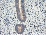 EIF2B3 Antibody in Immunohistochemistry (Paraffin) (IHC (P))