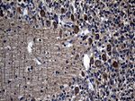 EIF2C1 Antibody in Immunohistochemistry (Paraffin) (IHC (P))