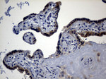 EIF2C1 Antibody in Immunohistochemistry (Paraffin) (IHC (P))