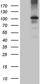 EIF2C1 Antibody in Western Blot (WB)