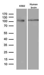 EIF2C1 Antibody in Western Blot (WB)