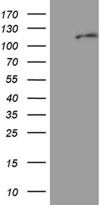 EIF2C1 Antibody in Western Blot (WB)