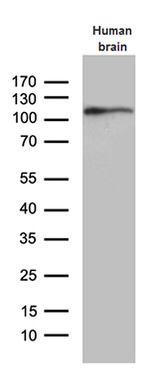 EIF2C1 Antibody in Western Blot (WB)