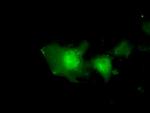 EIF2S1 Antibody in Immunocytochemistry (ICC/IF)