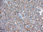 EIF2S1 Antibody in Immunohistochemistry (Paraffin) (IHC (P))