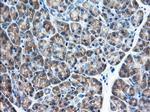 EIF2S1 Antibody in Immunohistochemistry (Paraffin) (IHC (P))