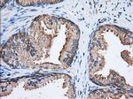 EIF2S1 Antibody in Immunohistochemistry (Paraffin) (IHC (P))