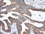 EIF2S1 Antibody in Immunohistochemistry (Paraffin) (IHC (P))