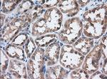 EIF2S1 Antibody in Immunohistochemistry (Paraffin) (IHC (P))