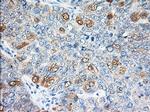 EIF2S1 Antibody in Immunohistochemistry (Paraffin) (IHC (P))