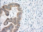 EIF2S1 Antibody in Immunohistochemistry (Paraffin) (IHC (P))