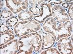 EIF2S1 Antibody in Immunohistochemistry (Paraffin) (IHC (P))