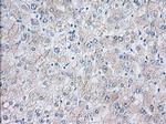 EIF2S1 Antibody in Immunohistochemistry (Paraffin) (IHC (P))