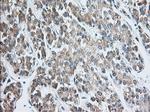 EIF2S1 Antibody in Immunohistochemistry (Paraffin) (IHC (P))