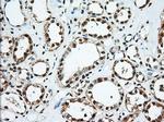 EIF2S1 Antibody in Immunohistochemistry (Paraffin) (IHC (P))