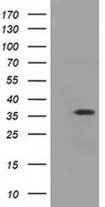 EIF2S1 Antibody in Western Blot (WB)